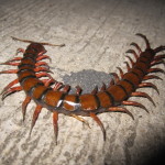 Giant Centipede 1