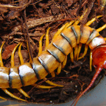 Giant Centipede 2